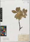 Foto von Salix glandulifera Flod. x Salix lanata L.